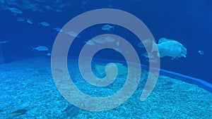 Many fish swimming in blue water in oceanarium like in ocean depth
