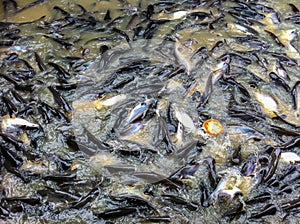 Many fishes are hunting food in the river