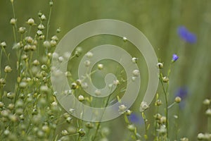 many flax seeds, flax growth, linen production