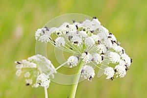 Many flies on white flower in summer