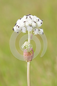 Many flies on white flower in summer