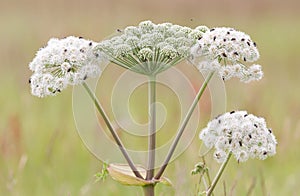 Many flies on white flower in summer