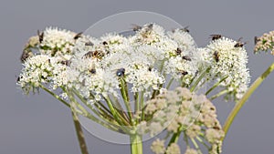 Many flies on white flower in summer