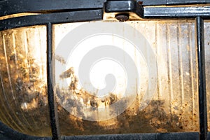 Many fliyes dead inside light