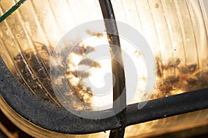 Many fliyes dead inside light