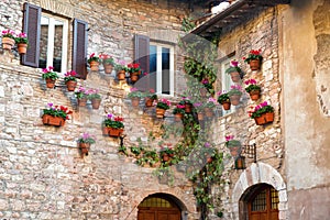 Many flower pots with blooming cyclamen on the wall of an old stone house