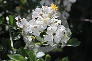 Many-flowered rose, Japanese rose, Rosa multiflora photo