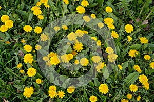 Many flowering yellow dandelions lat. Taraxacum among the green foliage in spring