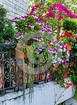 Many flowers adorn the balcony