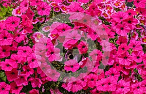 many flowers of blooming purple petunias and green leaves