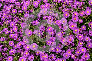 Many flowers colorful violet aster alpinus