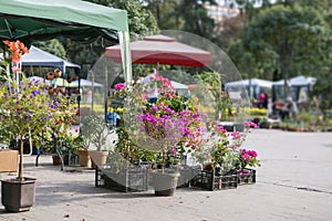 many flowers displayed at market outdoors