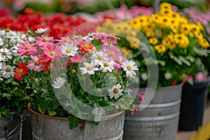 Many flowers in metal pots in flower gardening near country house. Early spring, landscape gardening