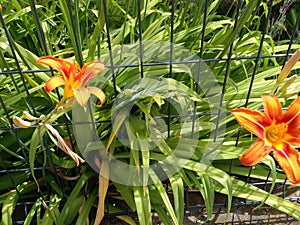 Many flowers Narcis orange