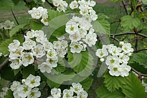 Many flowers of northern downy hawthorn in spring