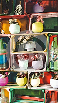 Many flowers in pots on wooden shelves lined up as decor photo