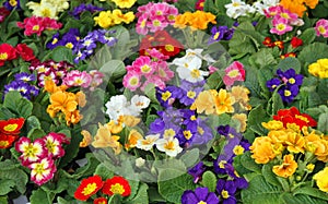 Many flowers primula spring in wholesale 2