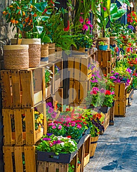 Many flowers, roses, plants and fruit trees in pots and wooden boxes beautifully displayed outside a flower shop on the sidewalk