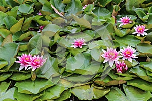 Many flowers on water water lilies.