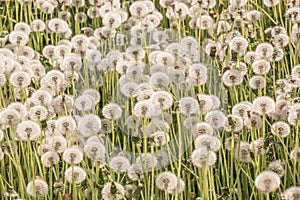 Many fluffy dandelions