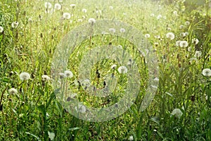 Many fluffy dandelions growing in green grass outdoors