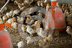 Many fluffy tiny multicolored chicks