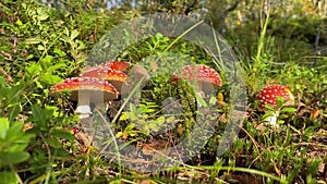 Many of Fly agaric is growing in summer boreal woodland.