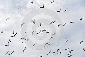 Many flying doves gray sky