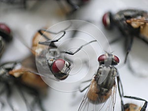 Many flys on fly trap, health care concept photo