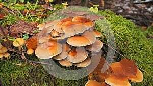 Many forest mushrooms that grow on the ground covered with moss. Autumn harvest of mushrooms in the forest