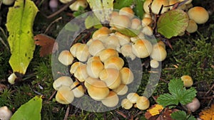 Many forest mushrooms growing on the ground covered with moss. Autumn harvest of mushrooms in the forest