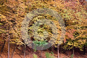 Many forest trees with colorful autumnal leaves.