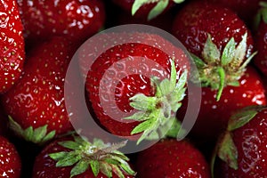Many fresh big strawberries super macro photo background