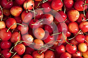 Many fresh big sweet cherries super macro photo background