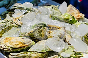 Many fresh closed oysters on ice. Close up. Sea food market