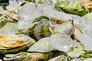 Many fresh closed oysters on ice. Close up. Sea food market