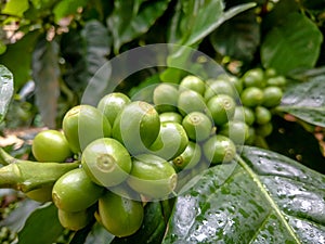 Many fresh coffee on the plant with green leaves