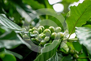Many fresh coffee on the plant with green leaves1