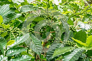 Many fresh coffee on the plant with green leaves1