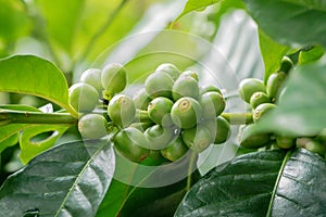 Many fresh coffee on the plant with green leaves1