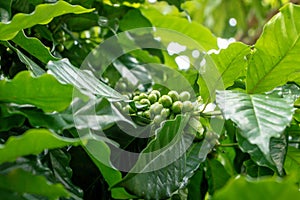 Many fresh coffee on the plant with green leaves1