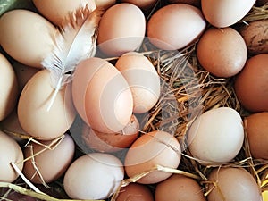 Many fresh eggs are in the hens`nest