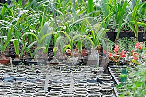 Many fresh green seedlings growing in flowerpot in greenhouse. Row of houseplants