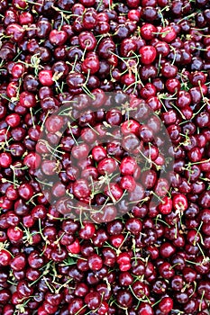 Fresh Ripe Red Purple Cherries With Green Stems