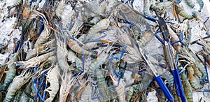 Many fresh lobsters, giant freshwater prawn freezing on ice with blue tongs for sale at seafood market or supermarket.