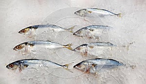 Many fresh mackerel fish on ice with copy space for sale at seafood market