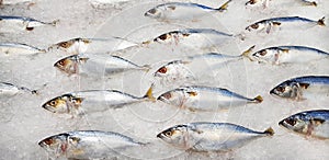 Many fresh mackerel fish on ice for sale at seafood market or supermarket