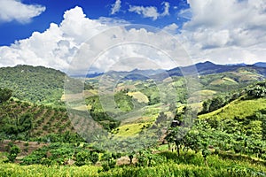 Many Fresh mango cocktail