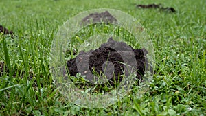 many fresh mole digs in a green meadow.