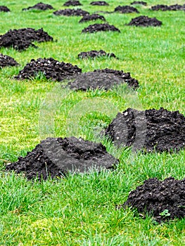 Many fresh mole digs in a green meadow